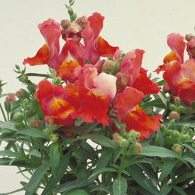 Deep Bronze Floral Showers, (F1) Snapdragon Seeds